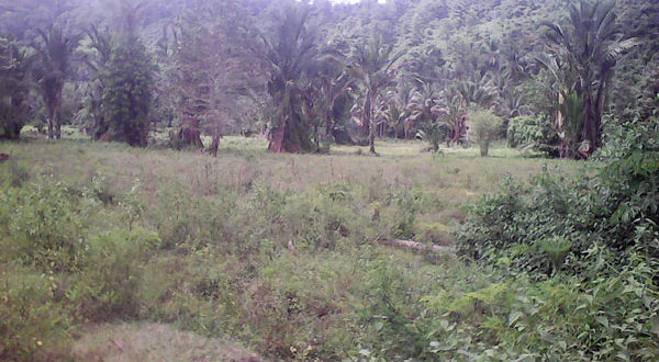 Lokasi cetak sawah di kecamatan Sangkub Bolmut
