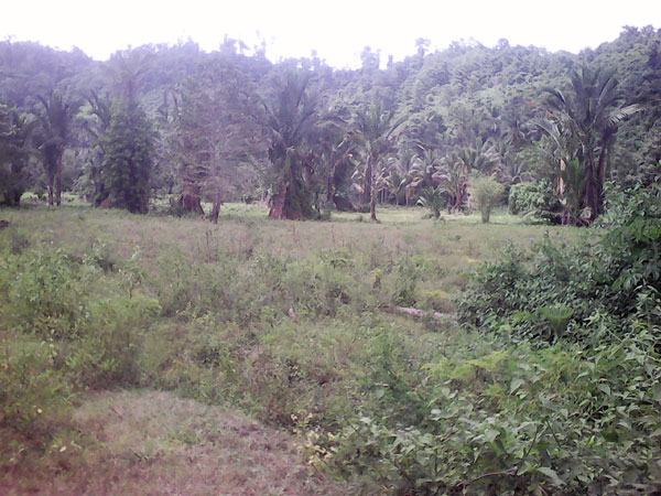 Lokasi cetak sawah di kecamatan Sangkub Bolmut