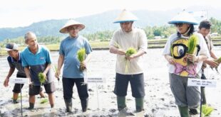 Bupati Bolmong Yusra Alhabsyi saat dampingi Gubernur Sulut Yulius Selvanus Komaling turun ke sawah. (foto.ist/Diskominfo Bolmong)